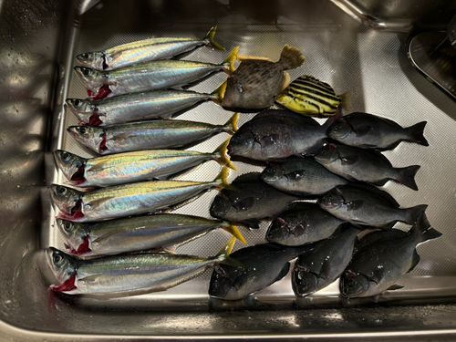 ムロアジの釣果