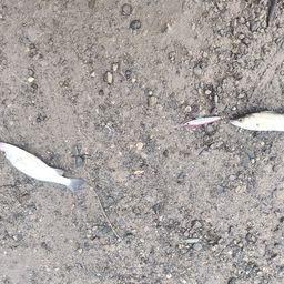 セイゴ（ヒラスズキ）