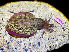 コウイカの釣果