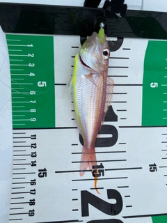 イトヨリダイの釣果