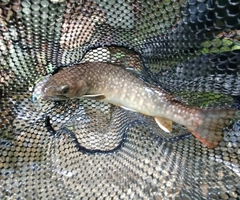 ニッコウイワナの釣果
