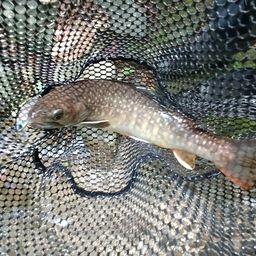 ニッコウイワナ