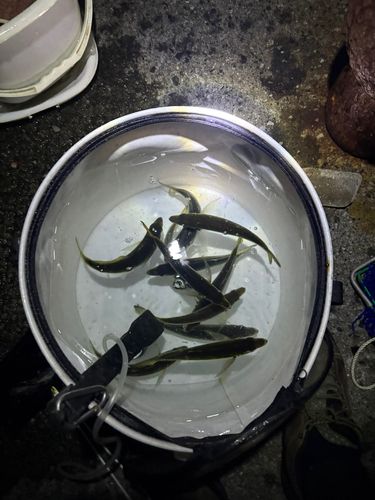鶴見(大分)