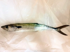 サゴシの釣果