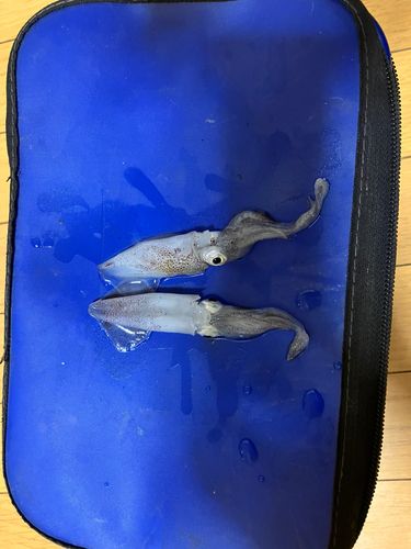 ヒイカの釣果