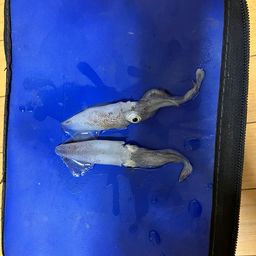 ヒイカ
