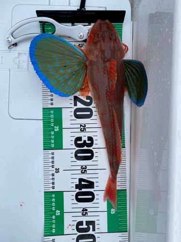 ホウボウの釣果