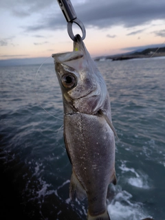 ヒラスズキの釣果