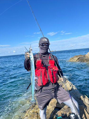 ダツの釣果