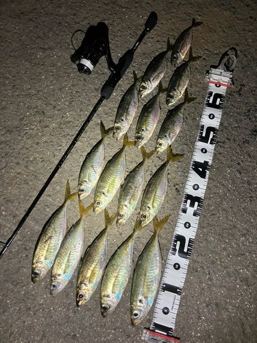 アジの釣果