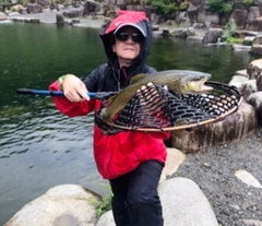 ブラウントラウトの釣果