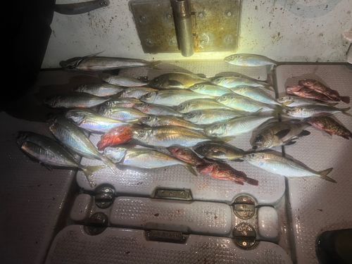 アジの釣果