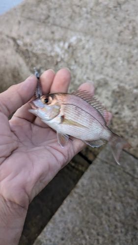 チャリコの釣果