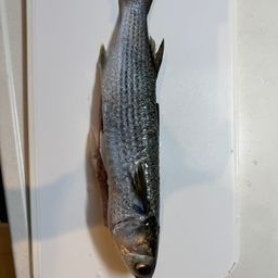 カタクチイワシ