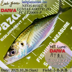 アジの釣果