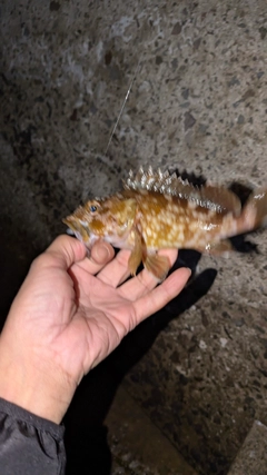 ガシラの釣果