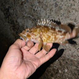 ガシラ