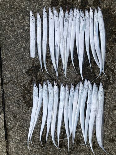 タチウオの釣果