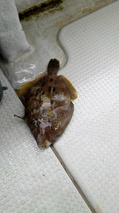 カワハギの釣果