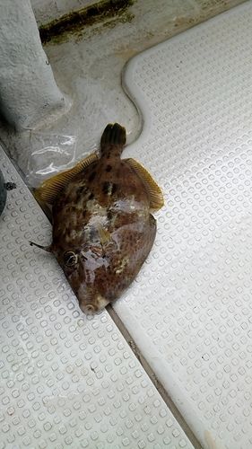 カワハギの釣果