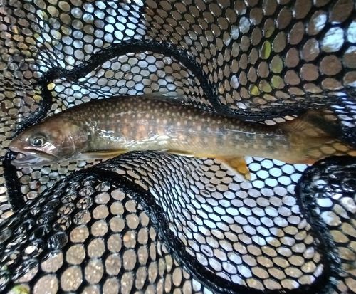 ニッコウイワナの釣果