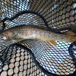 ニッコウイワナ