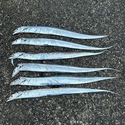 タチウオ