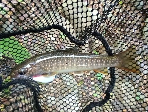 ニッコウイワナの釣果