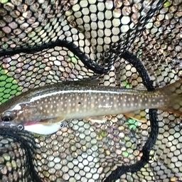 ニッコウイワナ