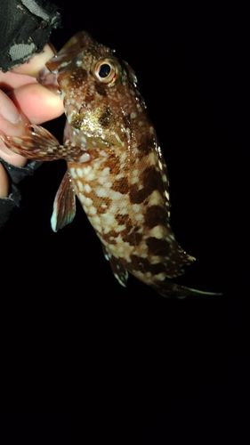 ガシラの釣果