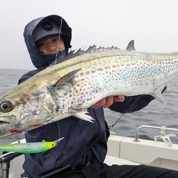 サワラ