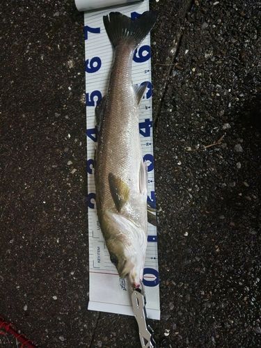 スズキの釣果
