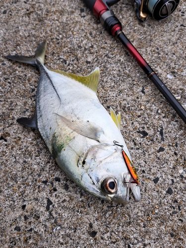 メッキの釣果
