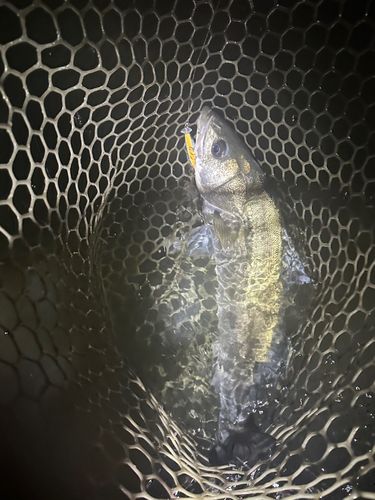 利根川河口