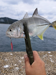 メッキの釣果