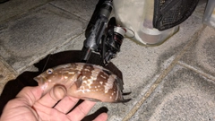アコウの釣果