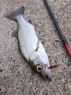 セイゴ(マルスズキ)の釣果