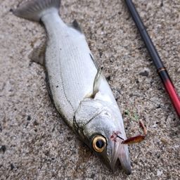 セイゴ（マルスズキ）