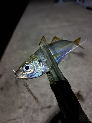 マアジの釣果