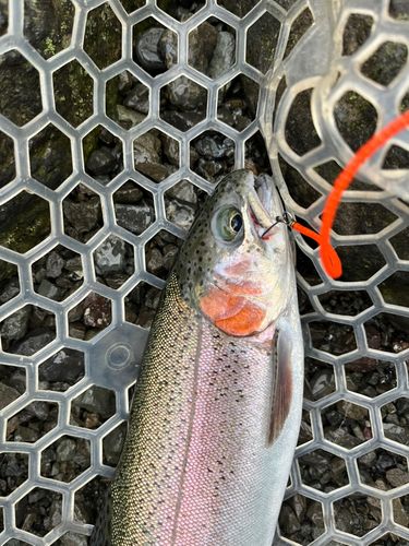 ニジマスの釣果