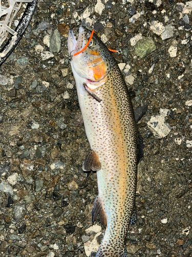 ニジマスの釣果