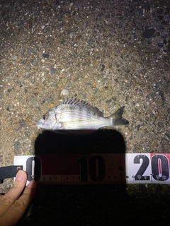 キビレの釣果