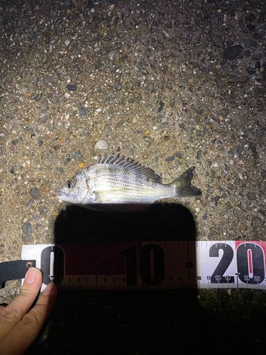 キビレの釣果
