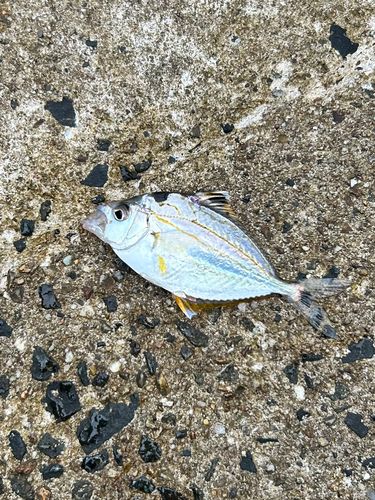 ヒイラギの釣果