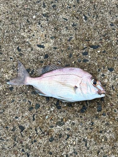 チャリコの釣果