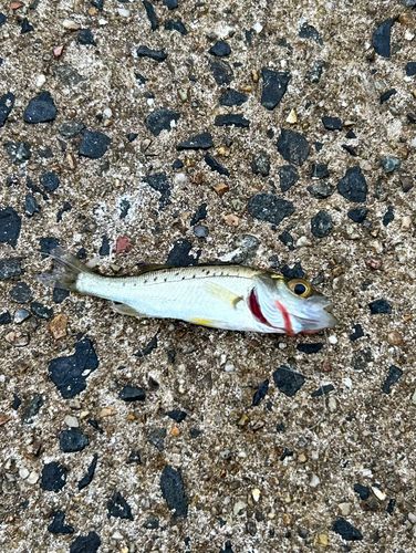 セイゴ（ヒラスズキ）の釣果