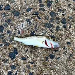 セイゴ（ヒラスズキ）