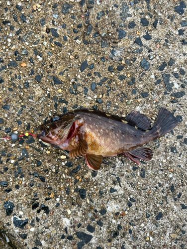 カサゴの釣果