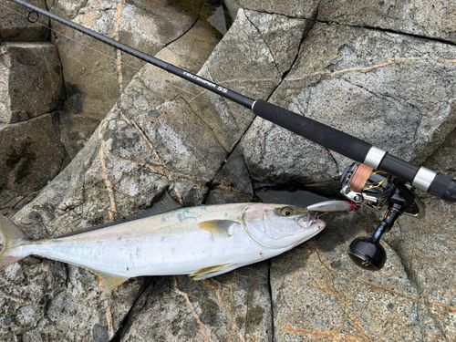 ヒラマサの釣果