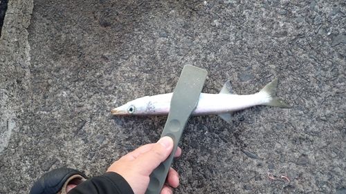 カマスの釣果